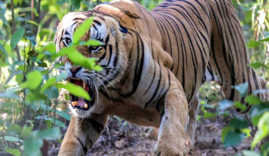 रामेछापमा बाघको आक्रमणः एक महिलाको ज्यान गयो, गाउँमा त्रास
