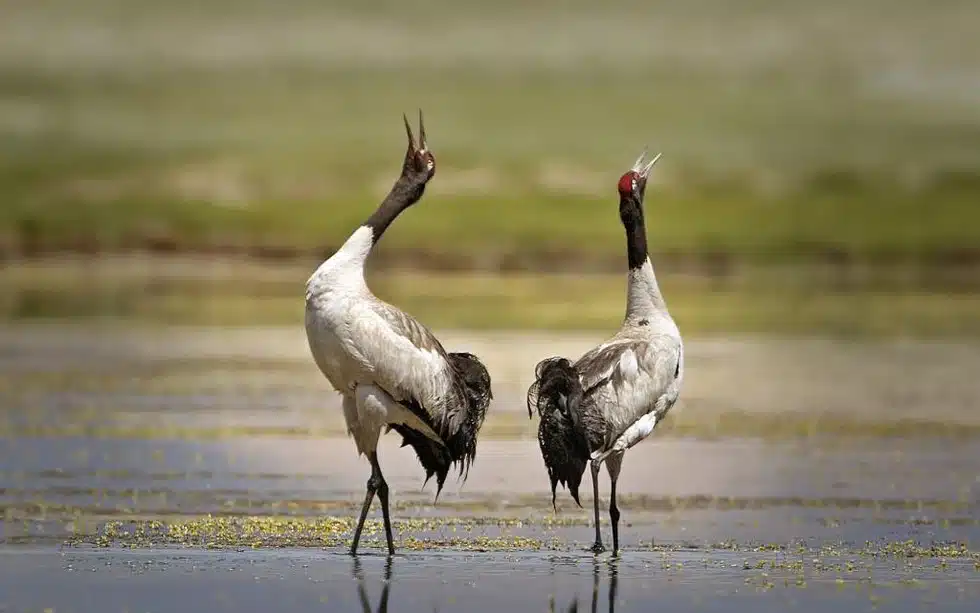 हुम्लाको लिमी उपत्यकामा दुर्लभ कालिकण्ठ सारसको पहिलो प्रजनन पुष्टि, नेपालको चरा संरक्षणमा ऐतिहासिक सफलता